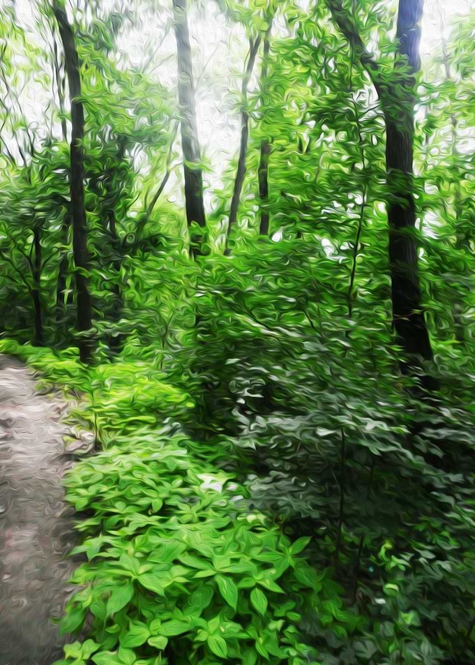 Forest path