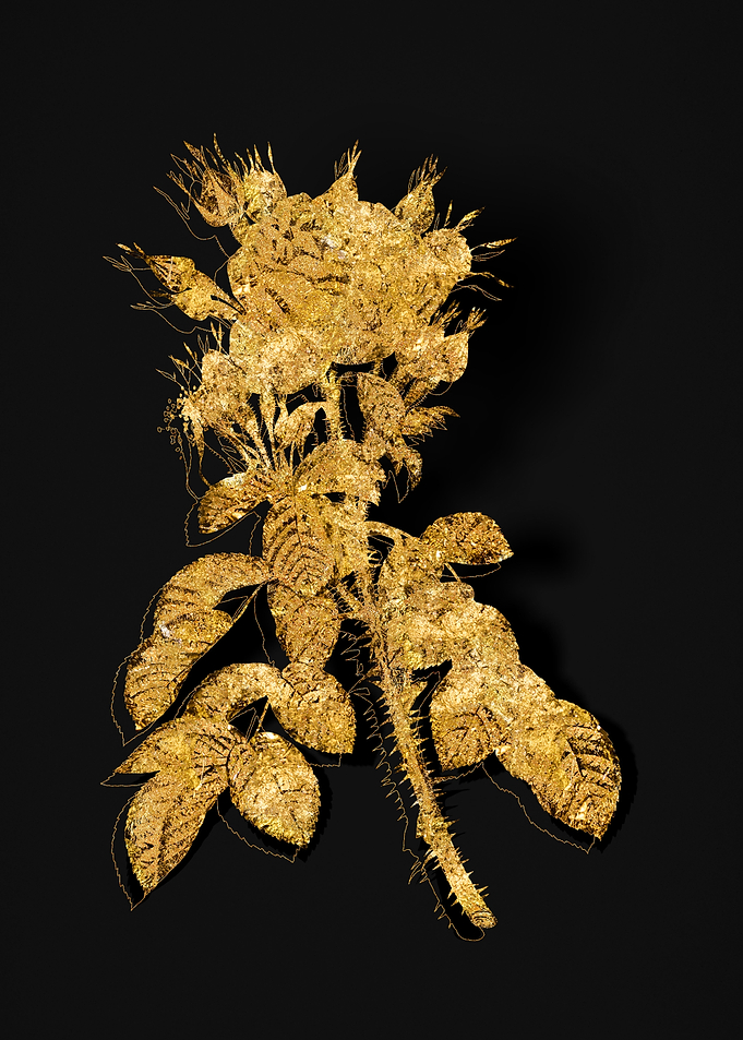 Gold Flora on Black