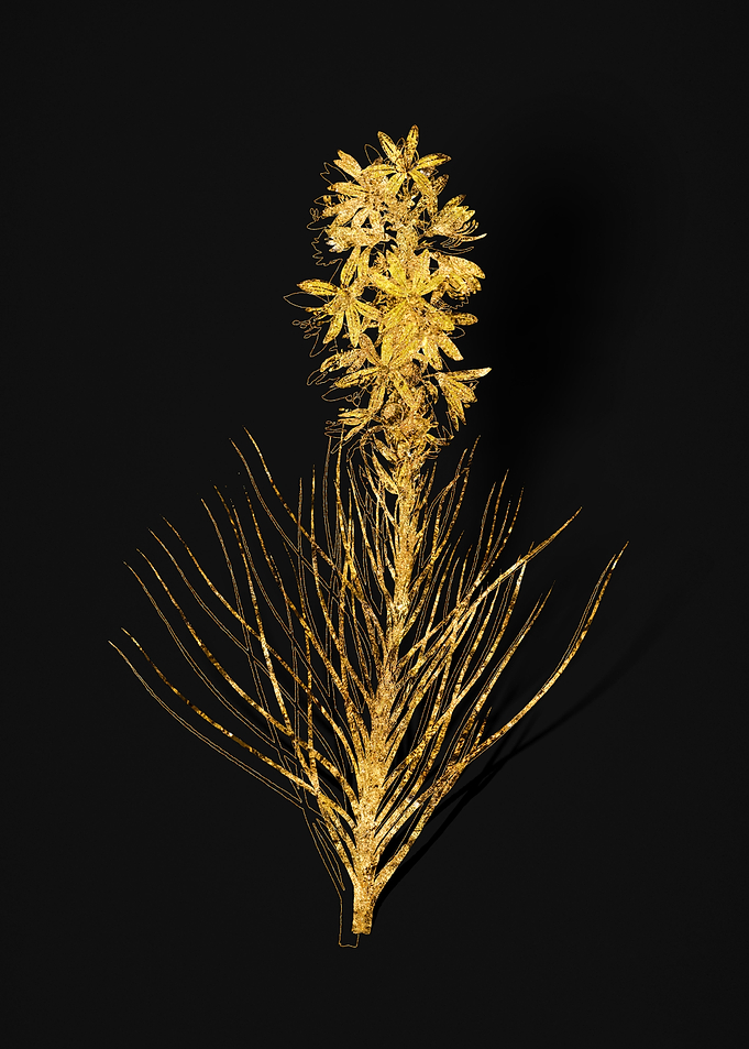 Gold Flower on Black