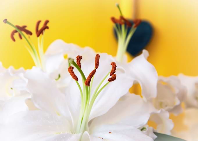 Madonna lily with heart