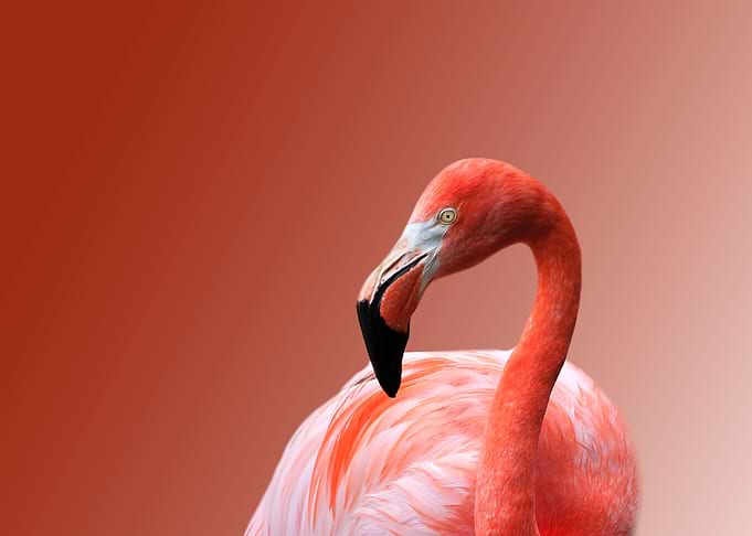 Flamico Collection