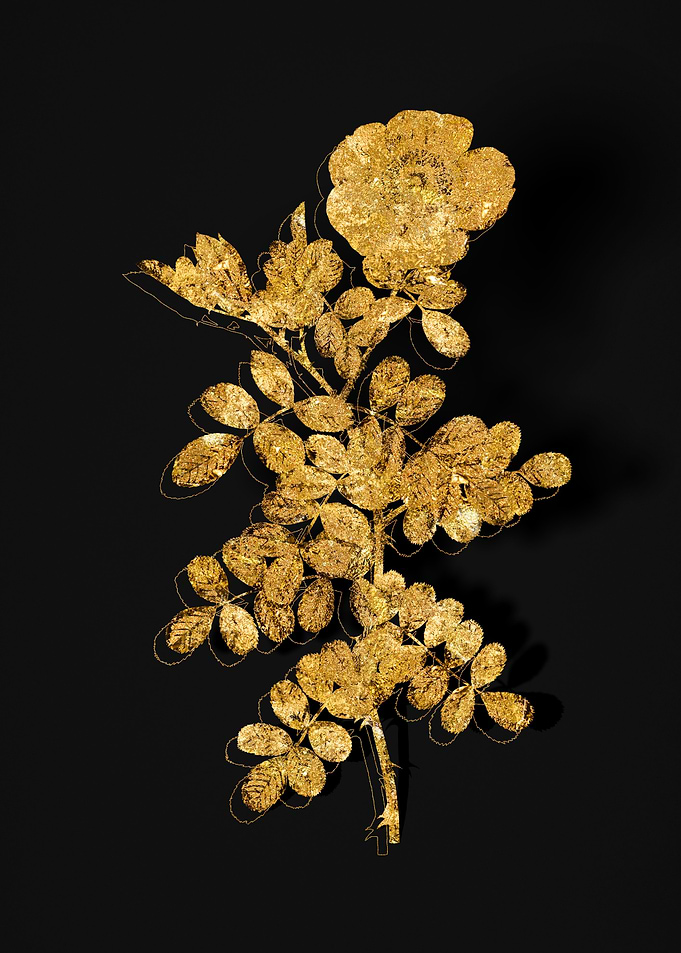 Gold Flora on Black