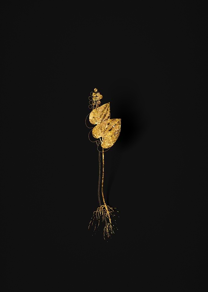 Gold Flora on Black