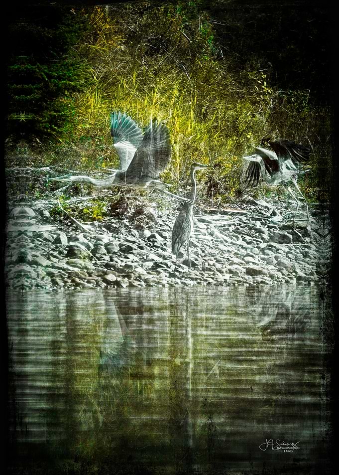 Herons at play