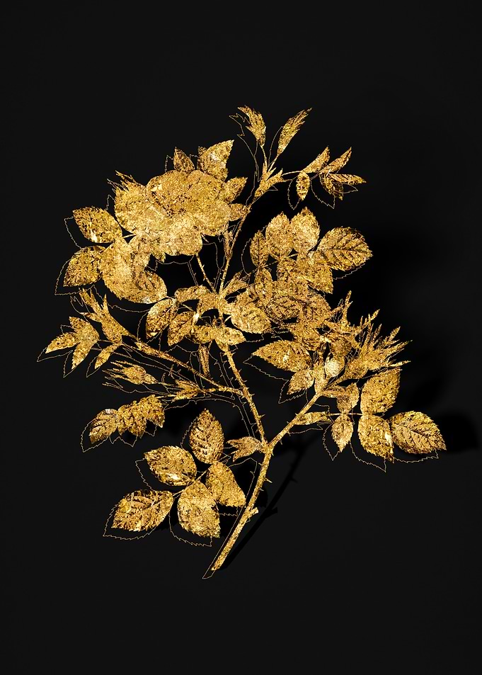 Gold Flora on Black