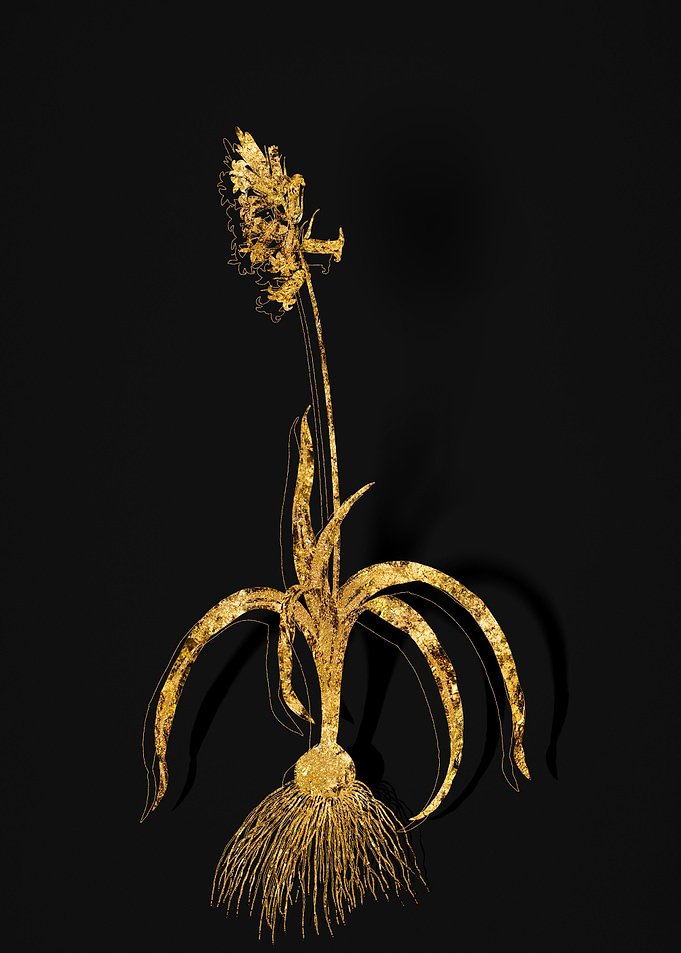 Gold Botanical on Black
