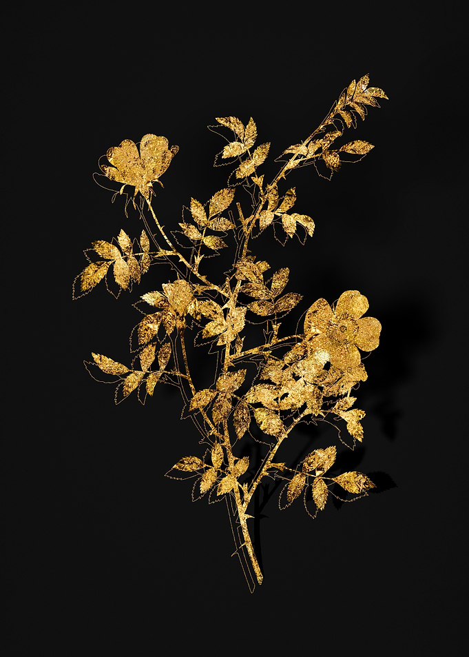 Gold Flora on Black