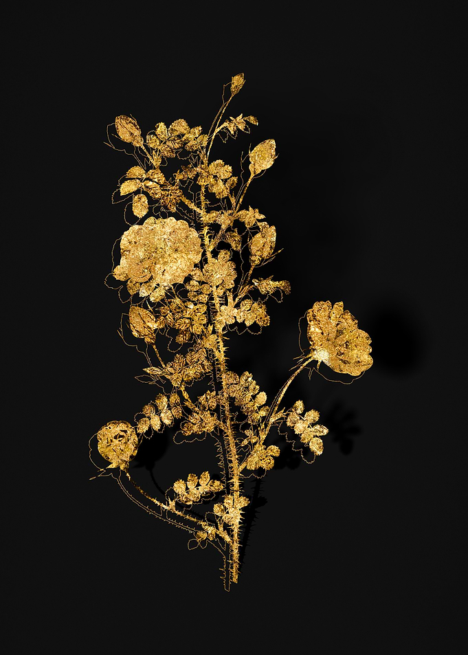 Gold Flora on Black