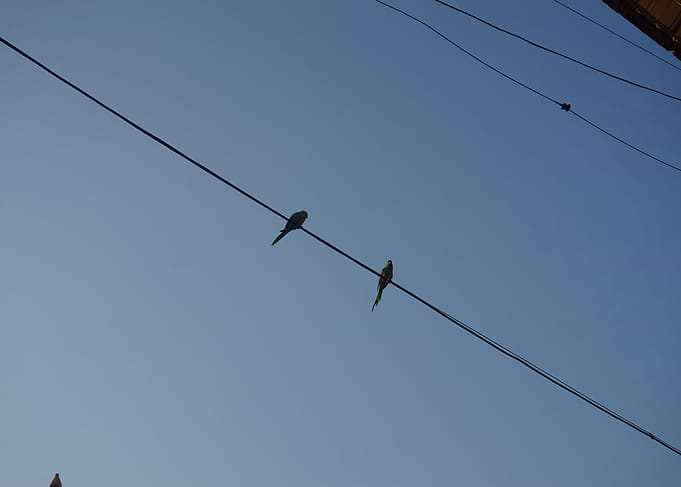 birds of india