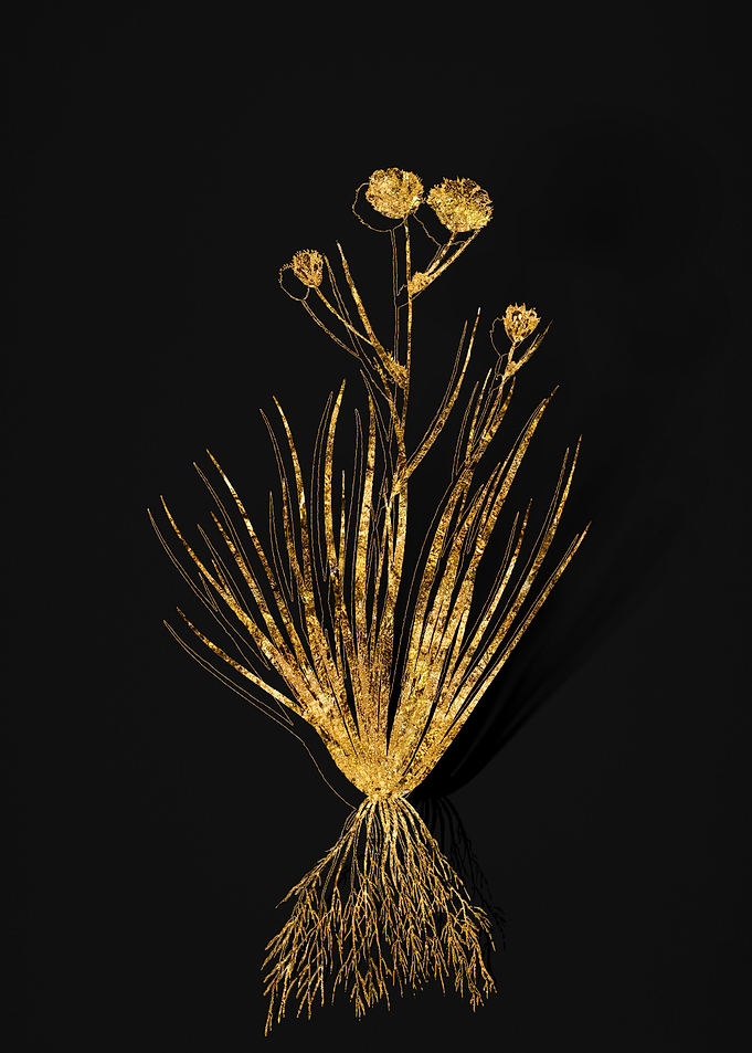 Gold Flower on Black