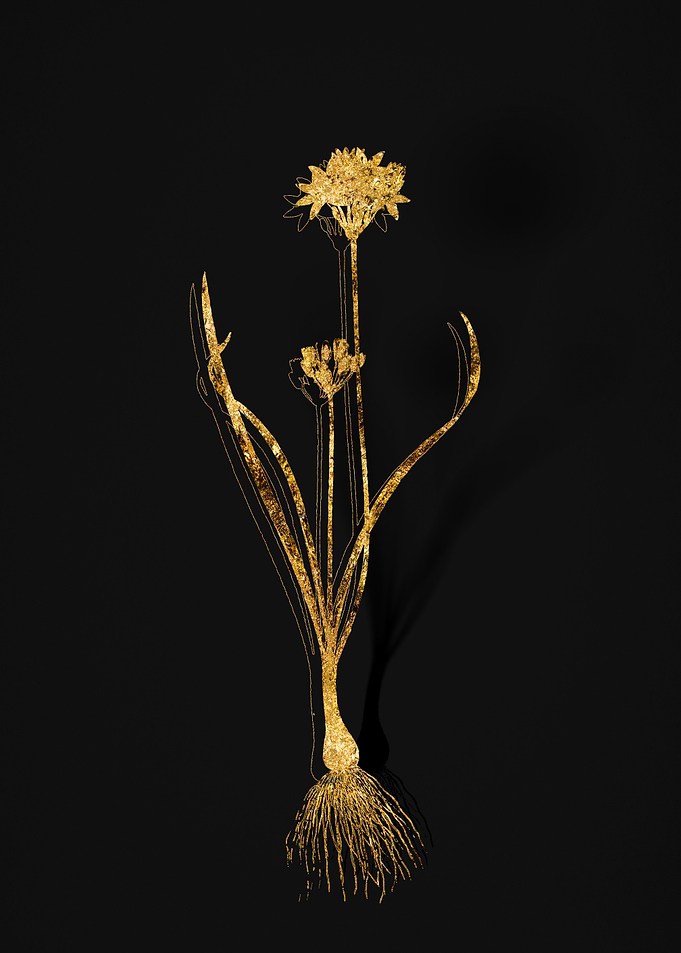 Gold Botanical on Black