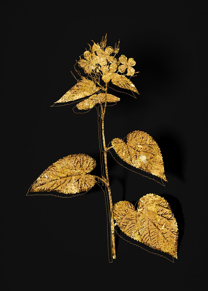 Gold Flora on Black