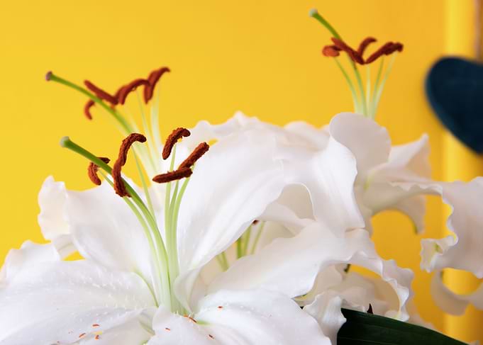 Madonna lily with heart