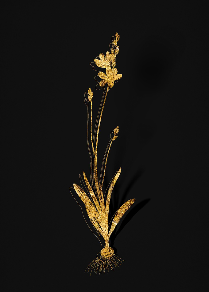Gold Flora on Black