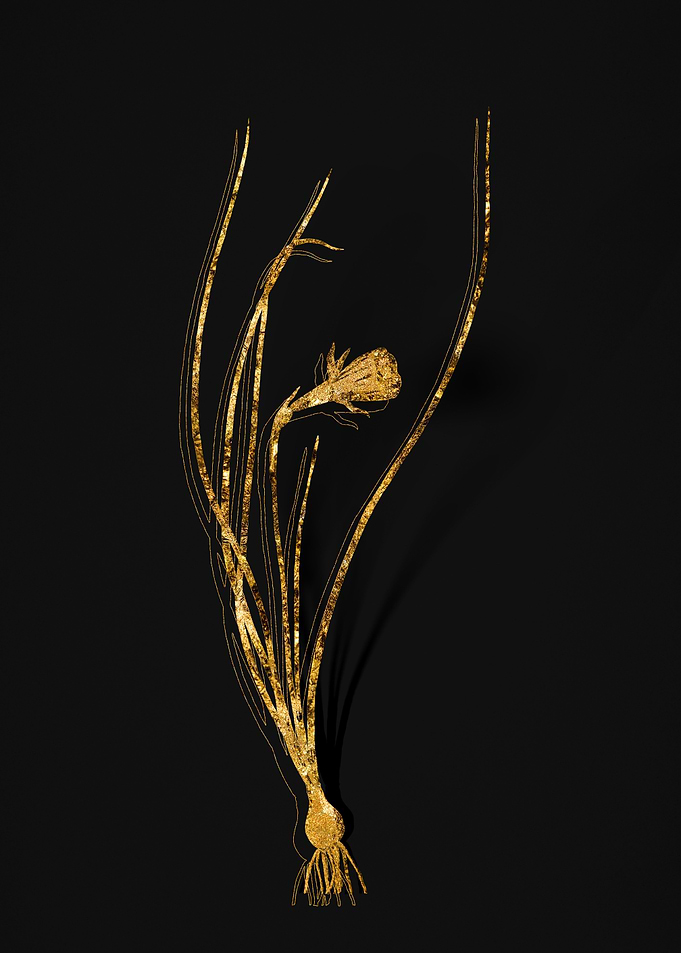 Gold Botanical on Black
