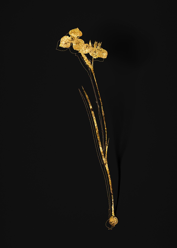 Gold Botanical on Black