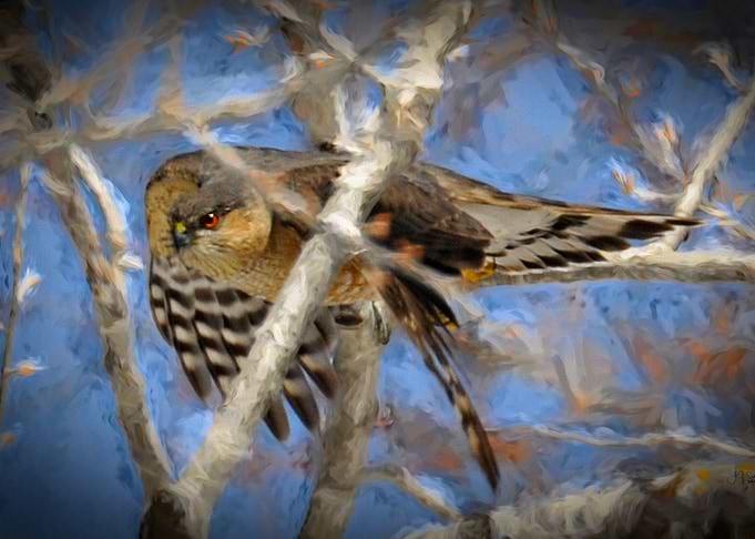 Hawk heading for a meal