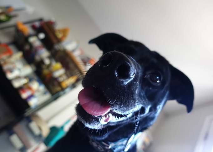 Dog Face