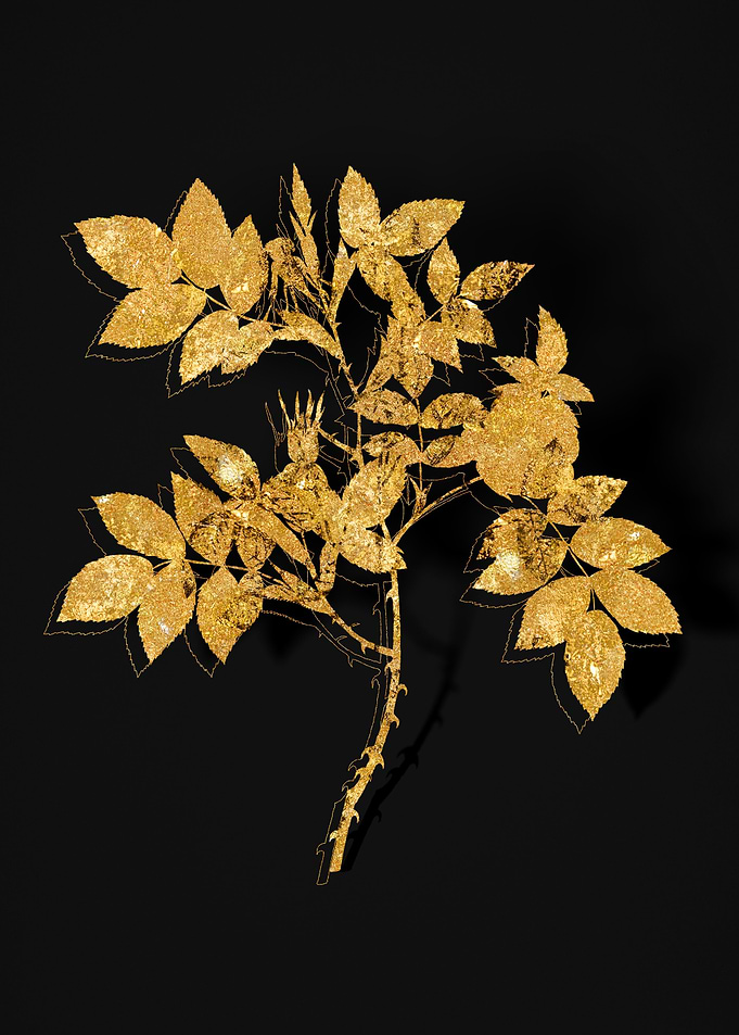 Gold Flora on Black