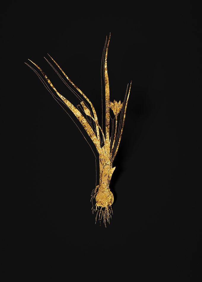 Gold Flower on Black