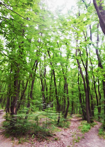 The forest