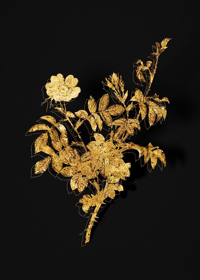 Gold Flower on Black