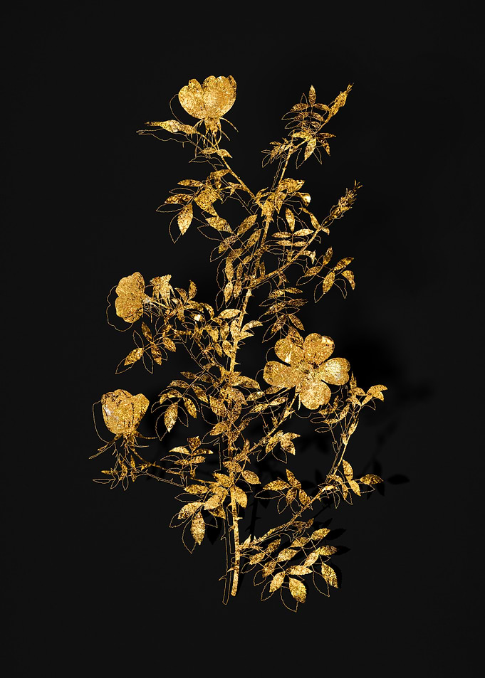 Gold Flora on Black