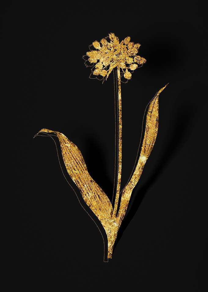 Gold Flower on Black