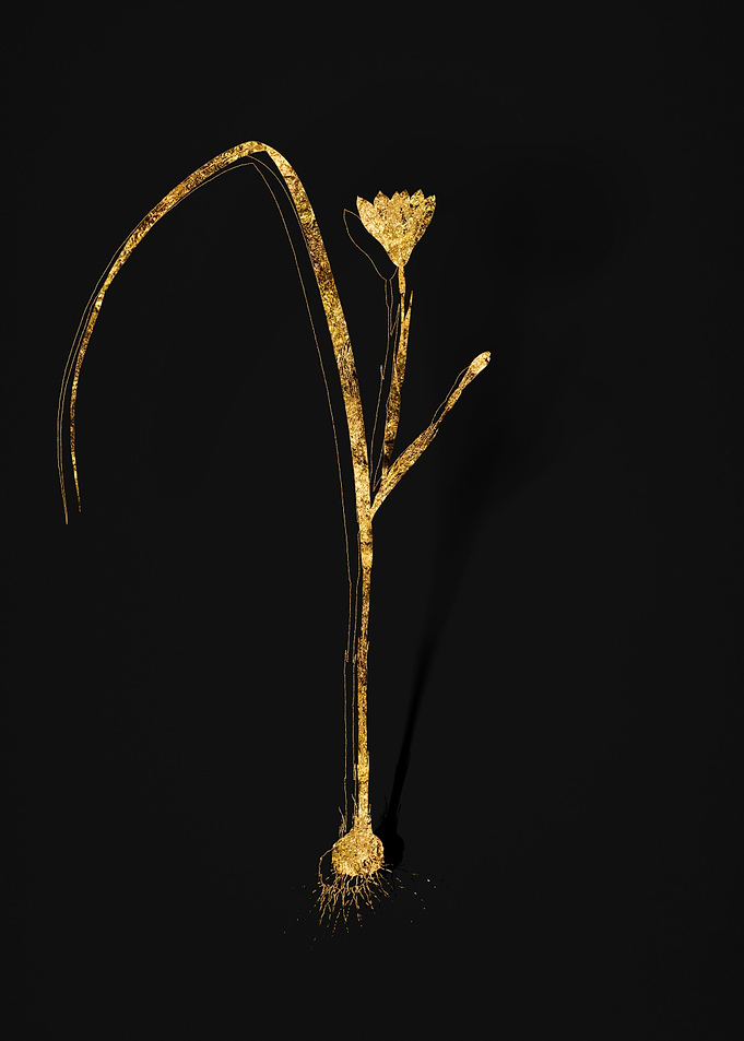 Gold Botanical on Black