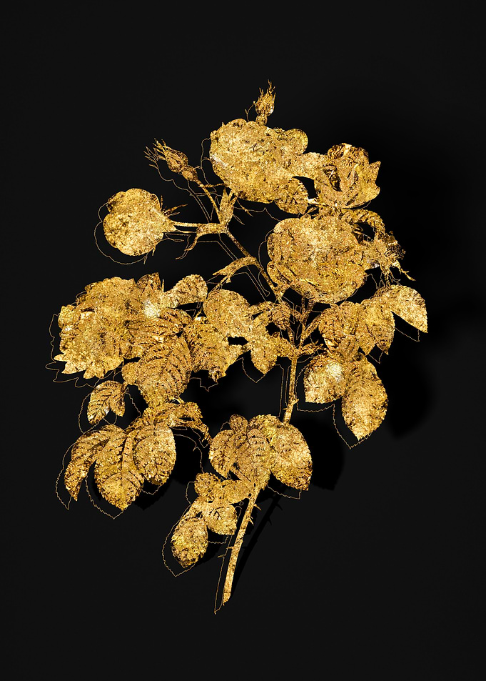 Gold Botanical on Black