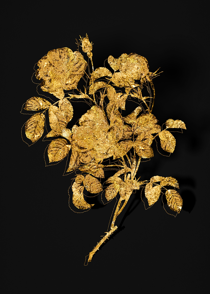 Gold Flora on Black