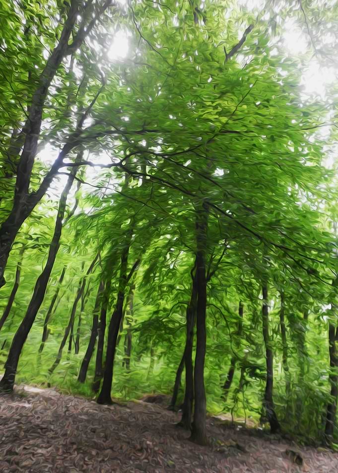 Forest morning