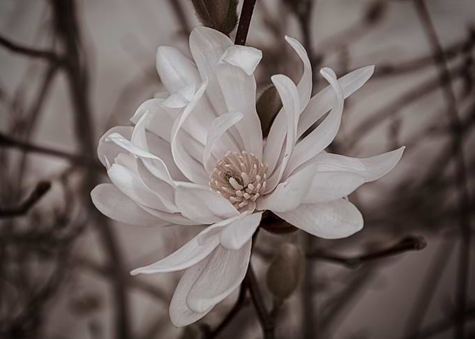 Gentle color