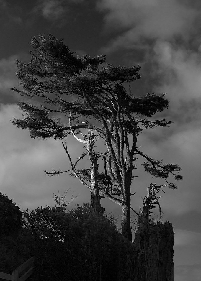 Coastal Windswept Tree