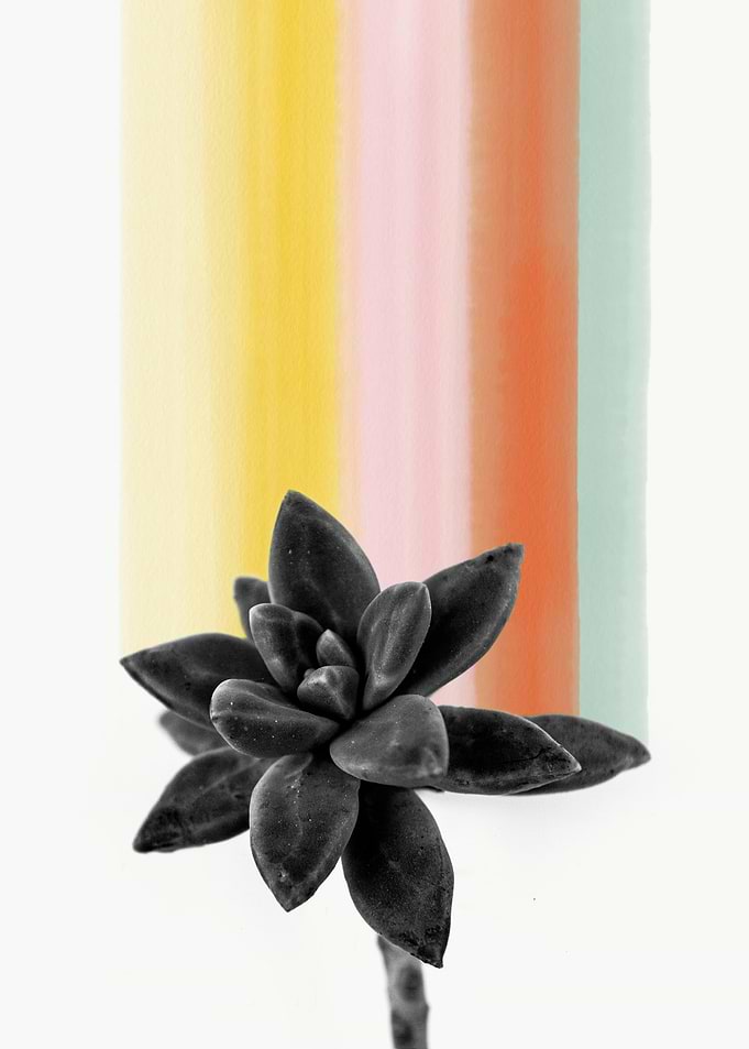 succulents plants