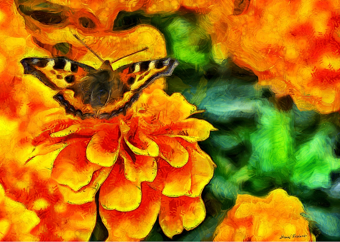 small tortoiseshell