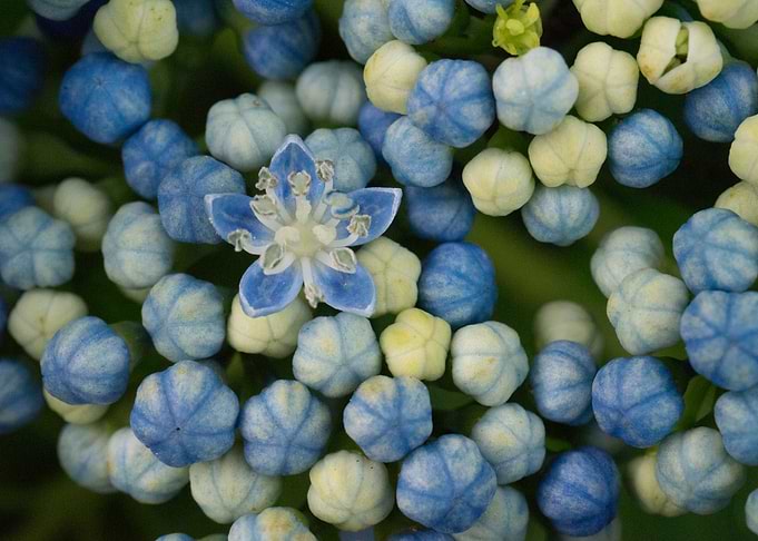 Paper Blue