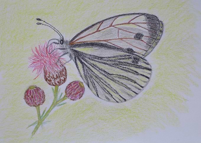 Green veined Butterfly
