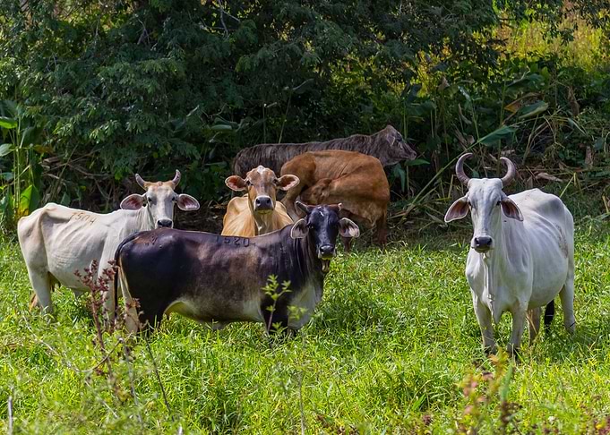 cows