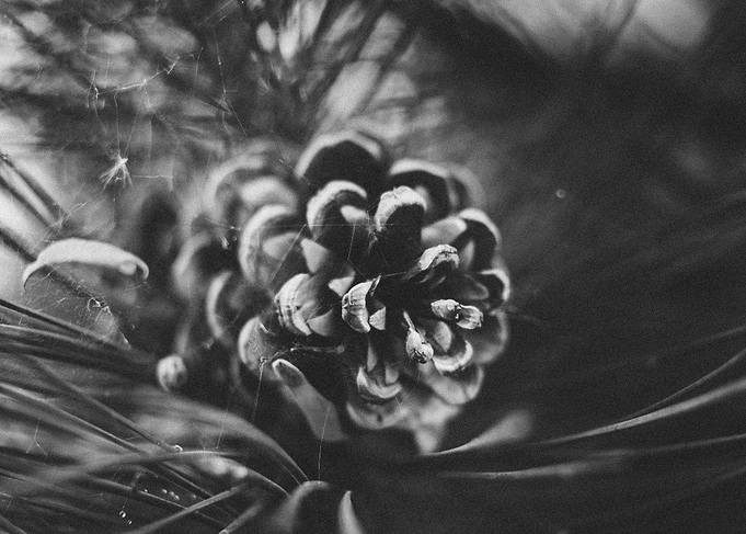Pine Cone
