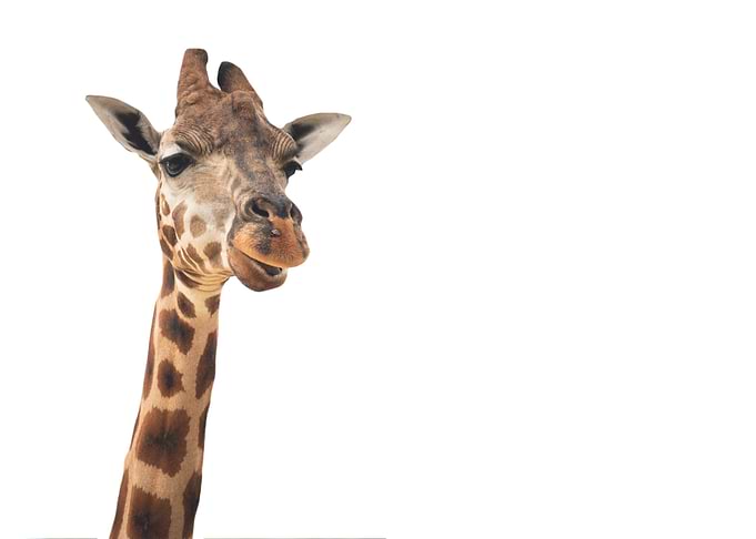 Minimalist Giraffe