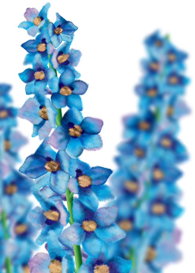Delphiniums