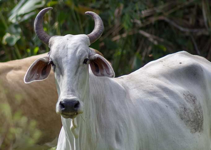 white cow