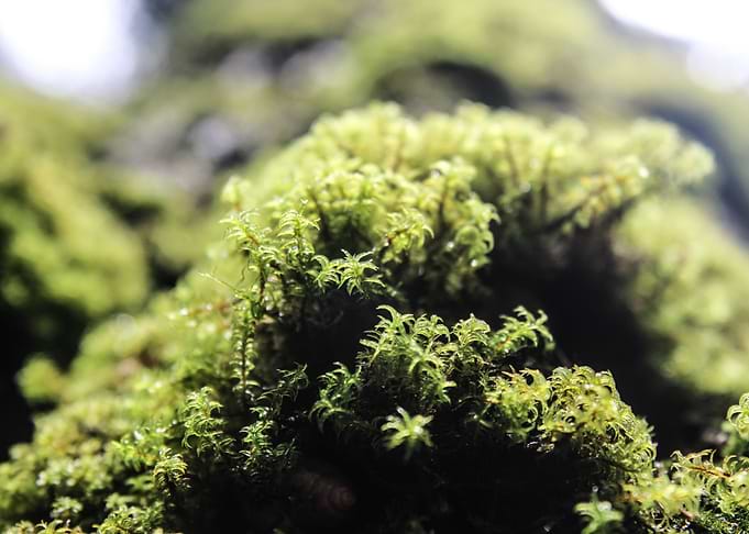 Moss Wall Macro