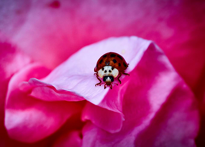 Ladybug