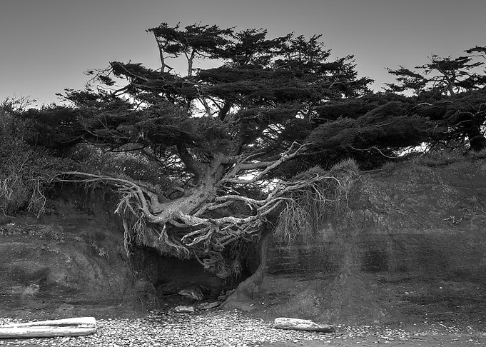 Tree Of Life