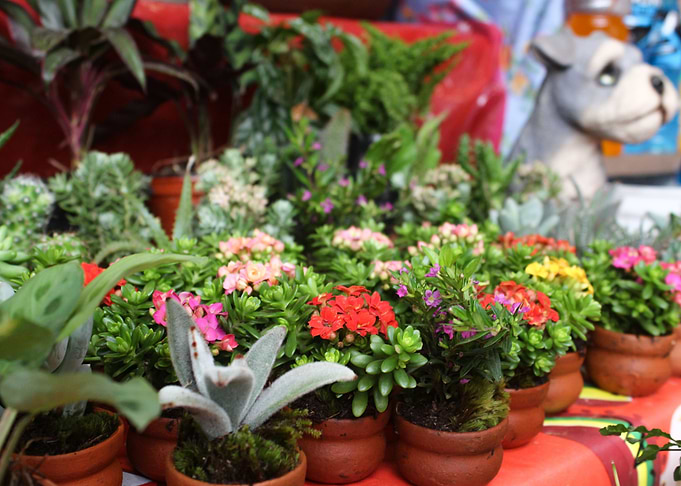 Plant Vendor Stand