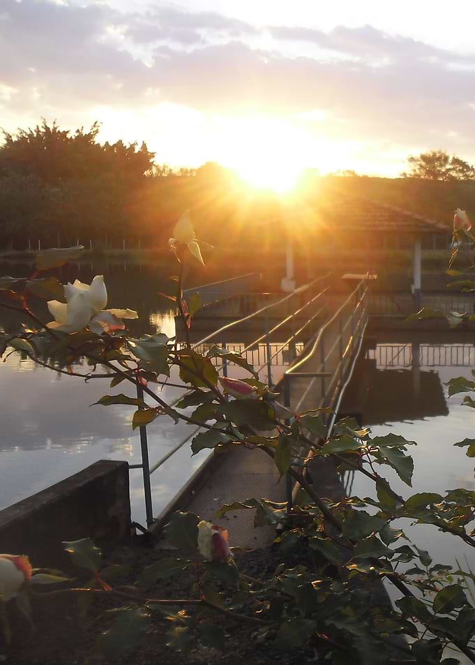 Rosa branca no lago