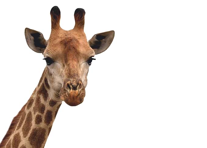 Minimalist Giraffe