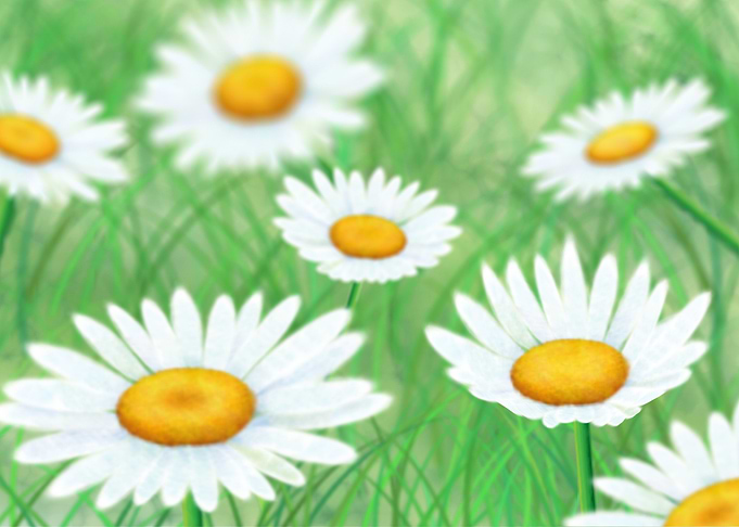 Daisy